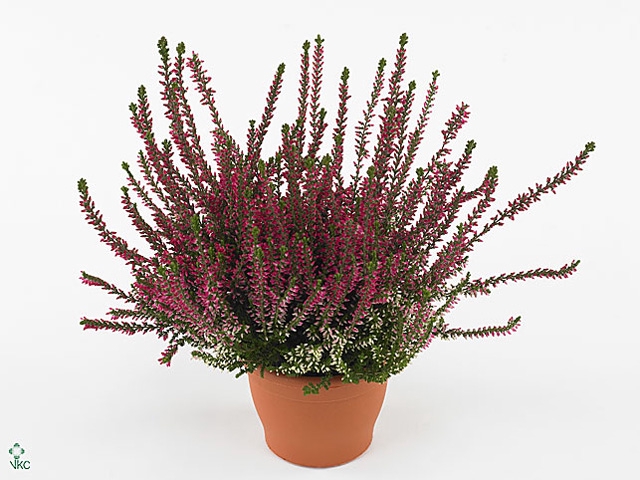 Calluna vulg. 'Beauty L Sharon'