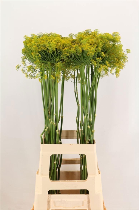 <h4>ANET GRAVEOLENS</h4>