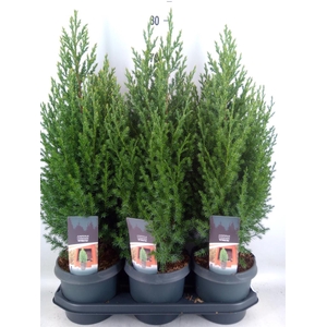 Juniperus chinensis 'Stricta'