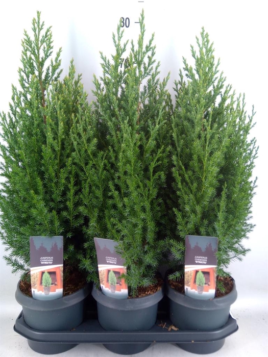 <h4>Juniperus chinensis 'Stricta'</h4>