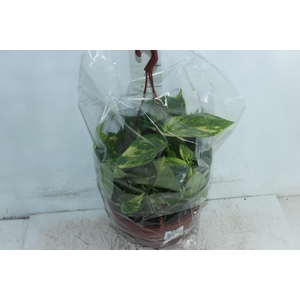 JIBOIA VERDE C21 PENDENTE