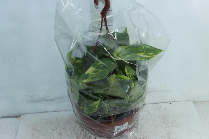 <h4>JIBOIA VERDE C21 PENDENTE</h4>