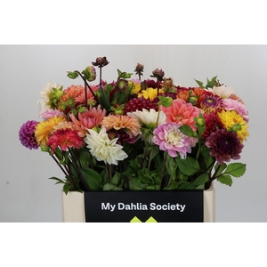 Dahlia Gemengd in bos