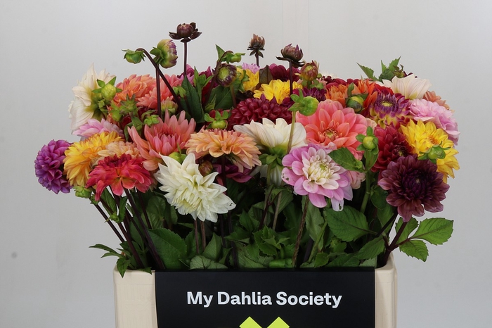 Dahlia Gemengd in bos