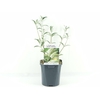 Buddleja White Profusion