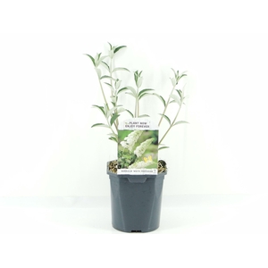 Buddleja White Profusion