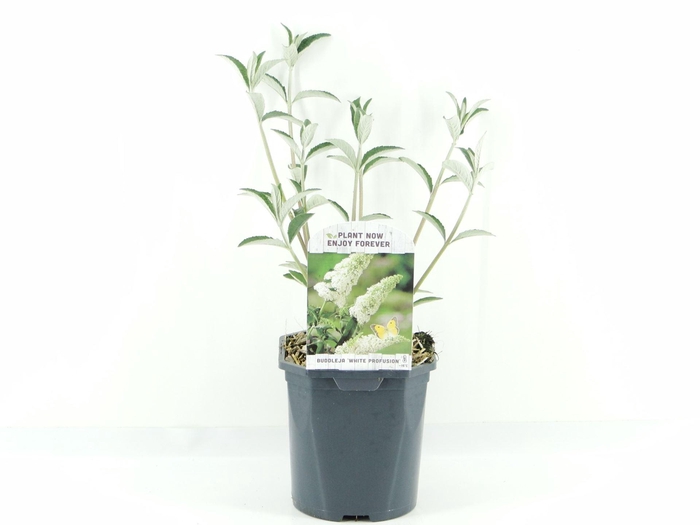 Buddleja White Profusion