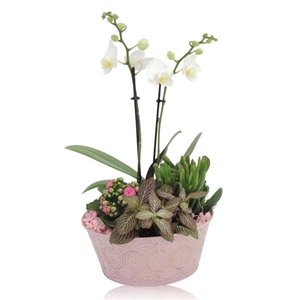 Collectie Culture Romance Phalaenopsis Arrangement in Zinken Schaal 21 cm