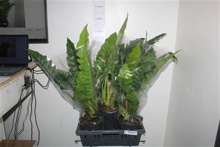 <h4>Phil Narrow Escape</h4>