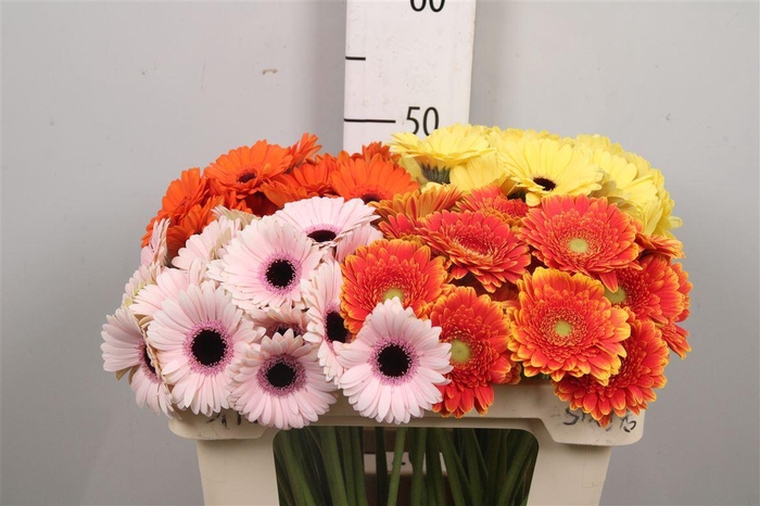 <h4>Ge Mi Gemengd</h4>