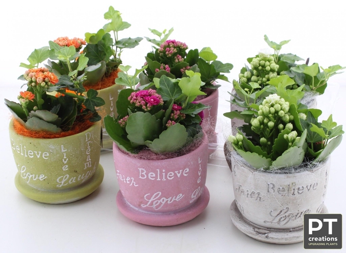<h4>ARR TUINPLANTEN</h4>