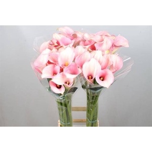 Calla Captain Rosette Kallaland