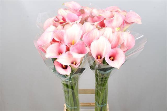 <h4>Calla Captain Rosette Kallaland</h4>