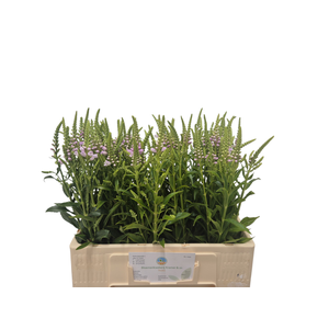 PHYSO VIRGINIANA OV