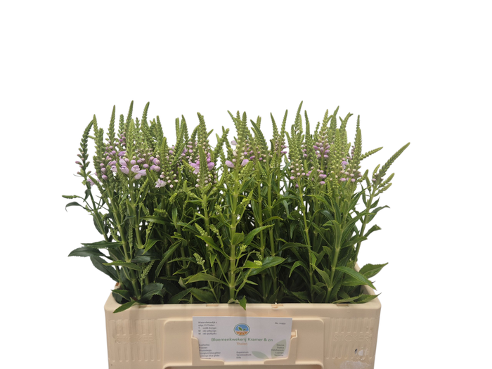 <h4>PHYSO VIRGINIANA OV</h4>