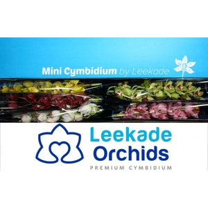 Cymbidium Mini Mix X5 Leekade