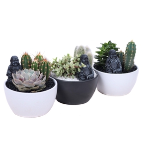 Opgemaakte zwarte en witte schaal met succulent en cactus en bud