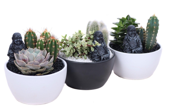 <h4>Opgemaakte zwarte en witte schaal met succulent en cactus en bud</h4>