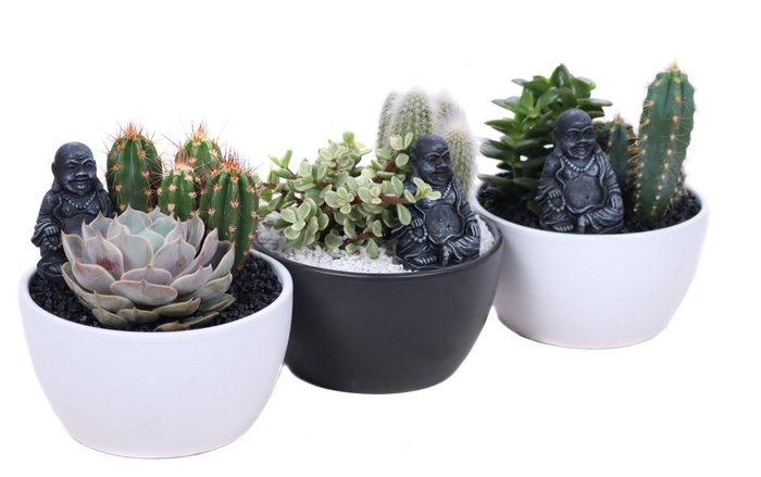 <h4>Opgemaakte zwarte en witte schaal met succulent en cactus en bud</h4>