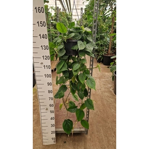 Philodendron scandens