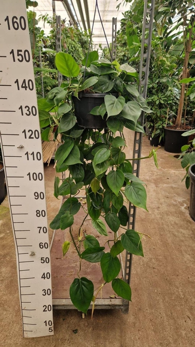 <h4>Philodendron scandens</h4>