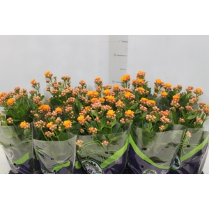 KALANCHOE DOBRADO P11 LARANJA