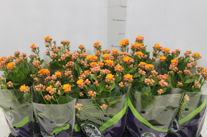 <h4>KALANCHOE DOBRADO P11 LARANJA</h4>