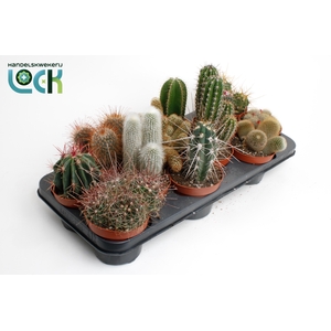 CACTUS GEM 6 SRT