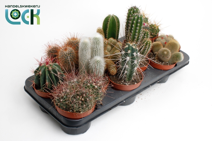 <h4>CACTUS GEM 6 SRT</h4>