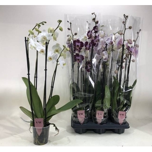 PHAL GEM