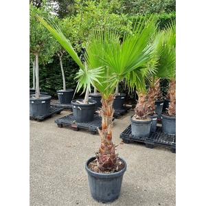 WASHINGTONIA