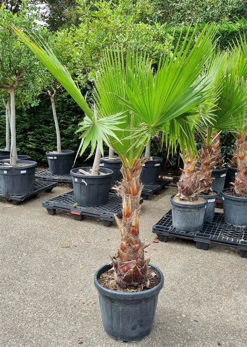 <h4>WASHINGTONIA</h4>