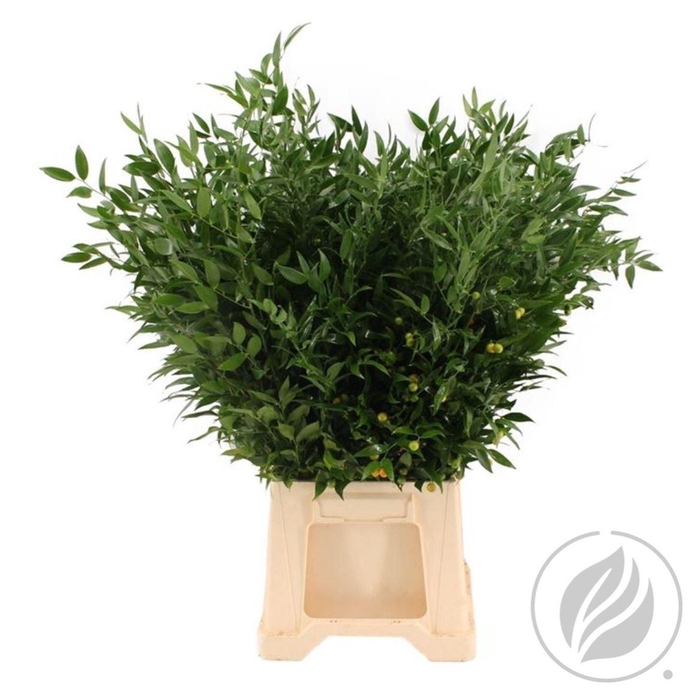 <h4>Ruscus Medium 120gr</h4>