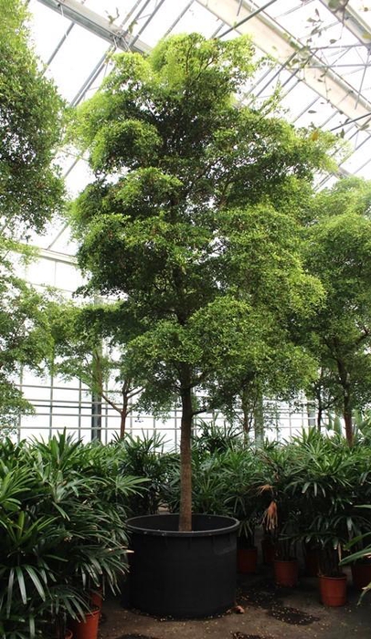 <h4>Bucida buceras</h4>