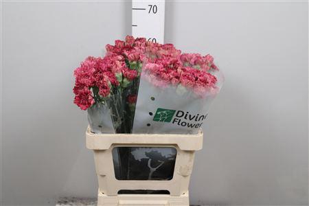 <h4>Di St Viper Wine</h4>