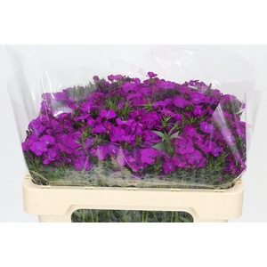 DI BARB AM NEON PURP