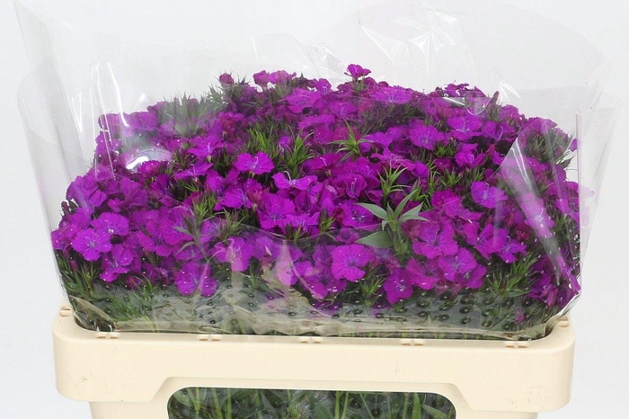 <h4>DI BARB AM NEON PURP</h4>