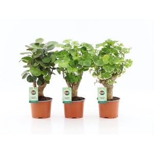 Polyscias overig