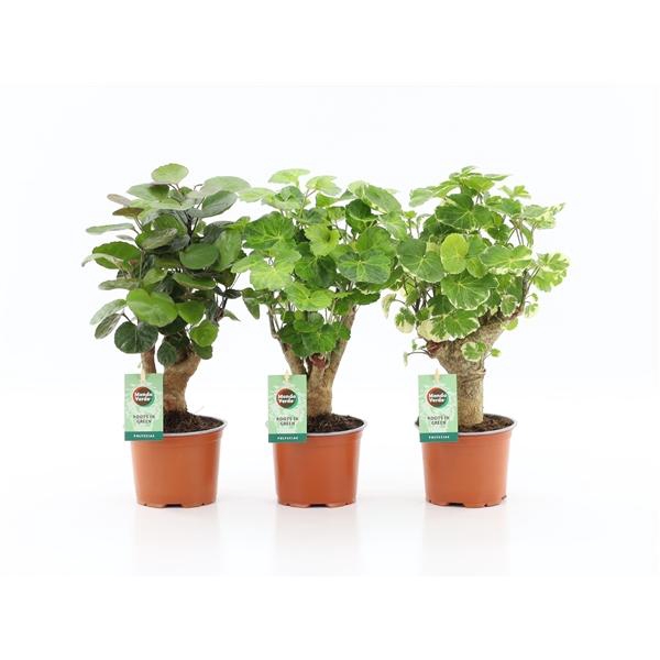 Polyscias overig