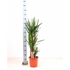 Yucca 60-30-20 2+