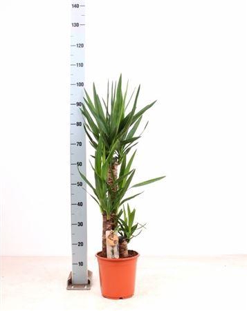 <h4>Yucca 60-30-20 2+</h4>