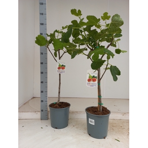 FICUS CARICA