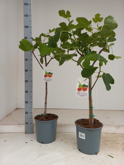 <h4>FICUS CARICA</h4>