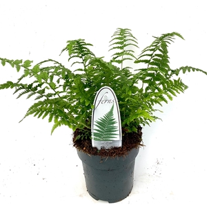 Dryopteris filix-mas ES15 1,7l