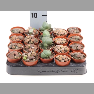 Lithops spp.