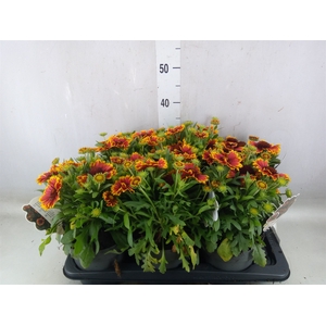 Gaillardia aristata