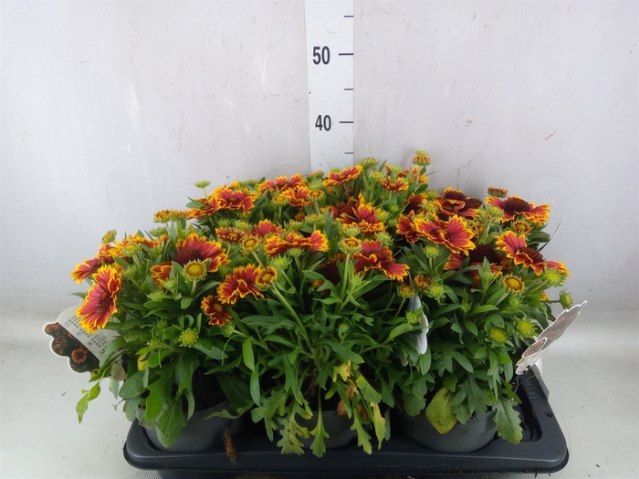 <h4>Gaillardia aristata</h4>