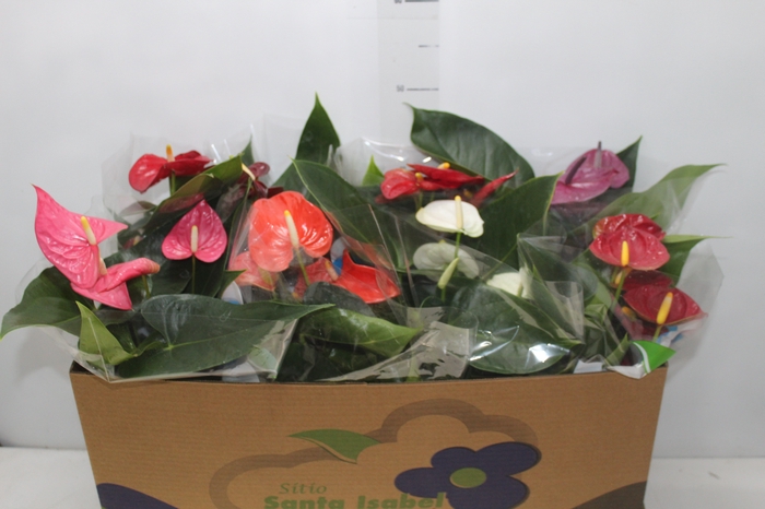 <h4>ANTHURIUM VARIADO P15</h4>