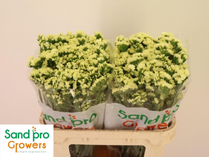 <h4>LIMONIUM SINUATUM 'STARLIGHT WING'</h4>