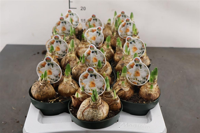 ! Narcis Kapiti Peach 12 Cm. Pot